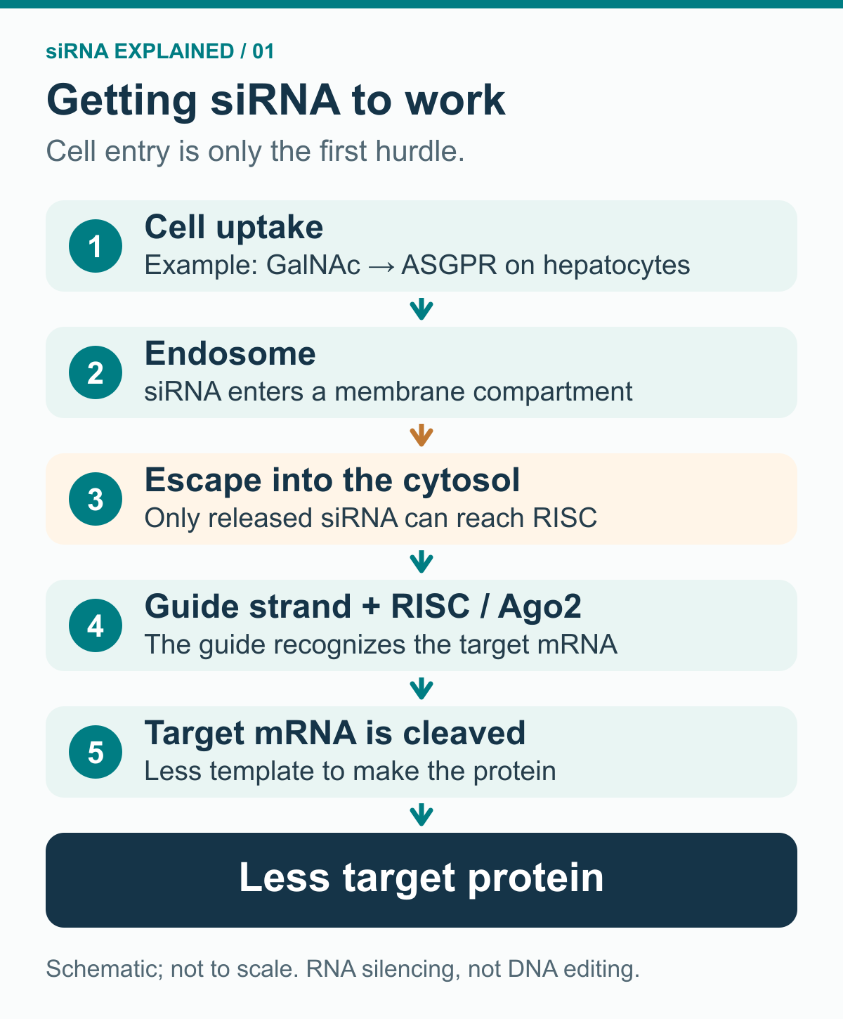 Five steps lead from liver-cell uptake through endosomal escape and RISC guide-strand loading to target mRNA cleavage and reduced protein production.