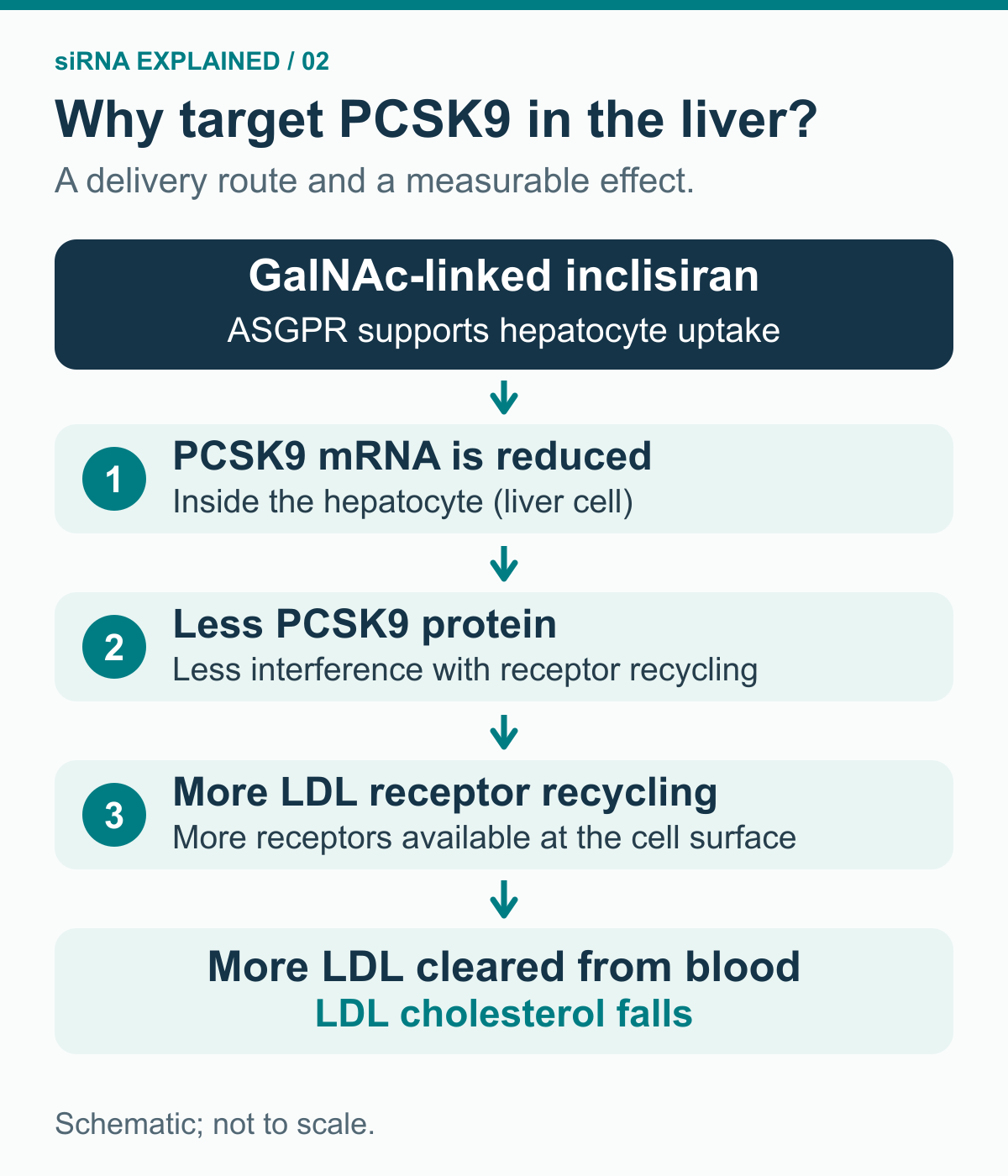 Inclisiran reaches hepatocytes through GalNAc-assisted uptake, lowers PCSK9 mRNA and protein, increases LDL receptor recycling, and increases LDL clearance from blood.