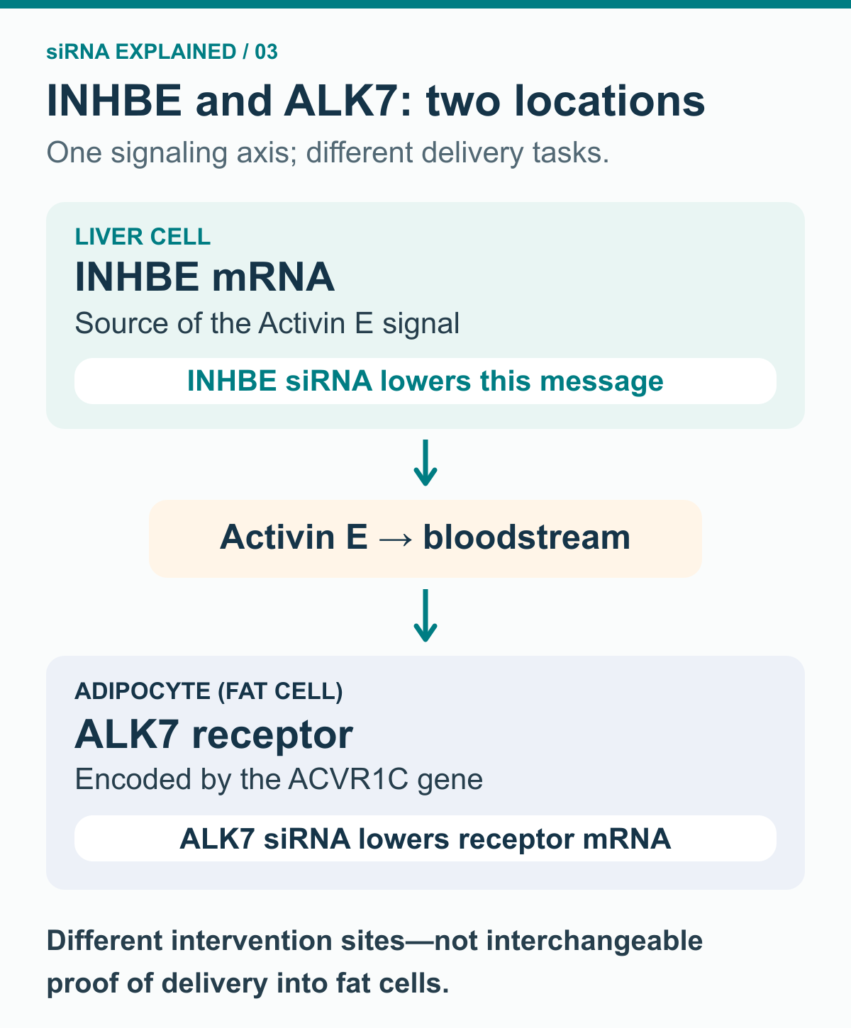 Stacked liver and fat-cell panels show liver INHBE mRNA as the source of circulating Activin E, which signals through adipocyte ALK7. INHBE siRNA acts in liver cells; ALK7 siRNA targets receptor mRNA in fat cells.